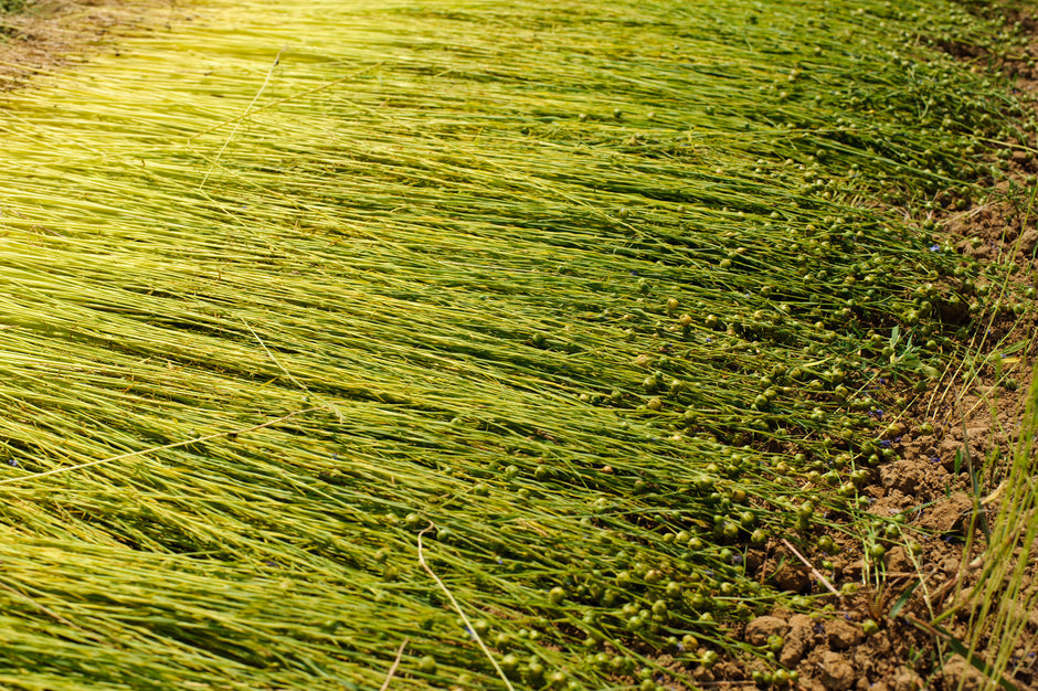 flax harvest in Normandy 